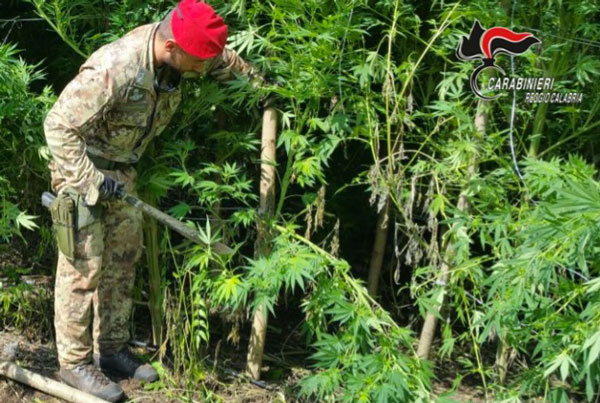 Rinvenute armi, munizioni e piantagione di droga in un terreno demaniale a Gioiosa Ionica