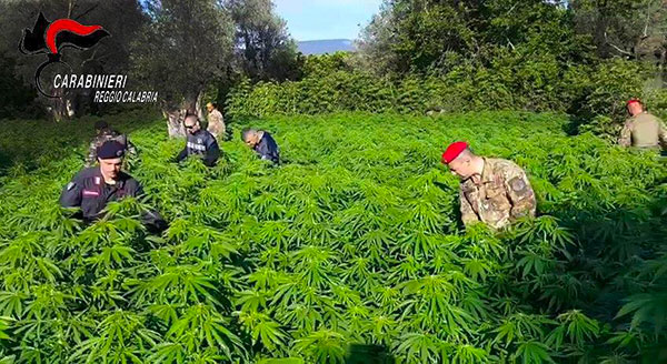 Coltivava piantagione di marijuana nelle campagne di Gerace, arrestato 55enne