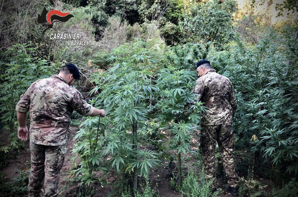 Sequestrate piantagioni di cannabis indica nel Vibonese, avrebbero fruttato almeno 900mila euro - VIDEO