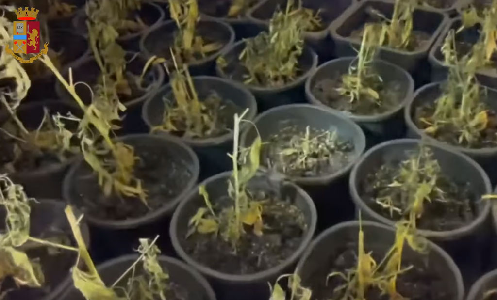 Sequestrati 241 chili di marijuana nel Cosentino, quattro arresti 