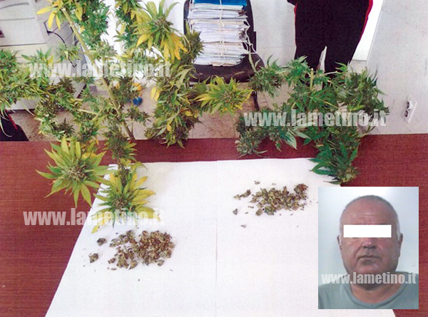 Lamezia: Trovato con due piante di canapa, arrestato 55enne    