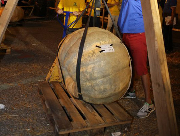 durate-la-pesatura-delle-zucca.jpg
