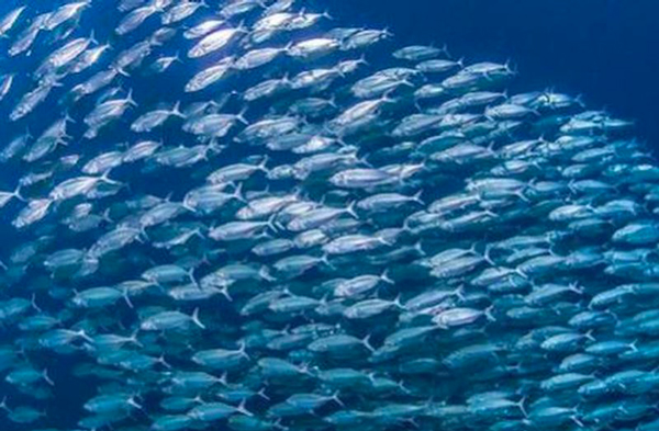 Pesca, assessore Gallo: "Proteggere biodiversità ecosistemi marini"