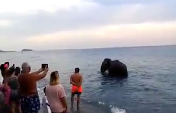 Elefante tra i bagnanti a Santa Maria del Cedro - VIDEO