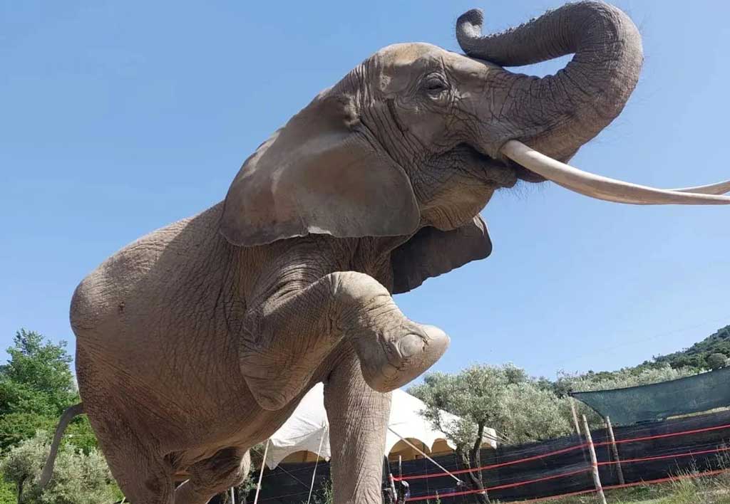 Ferita da un elefante a Maida, restano critiche condizioni 46enne: è in rianimazione al Pugliese