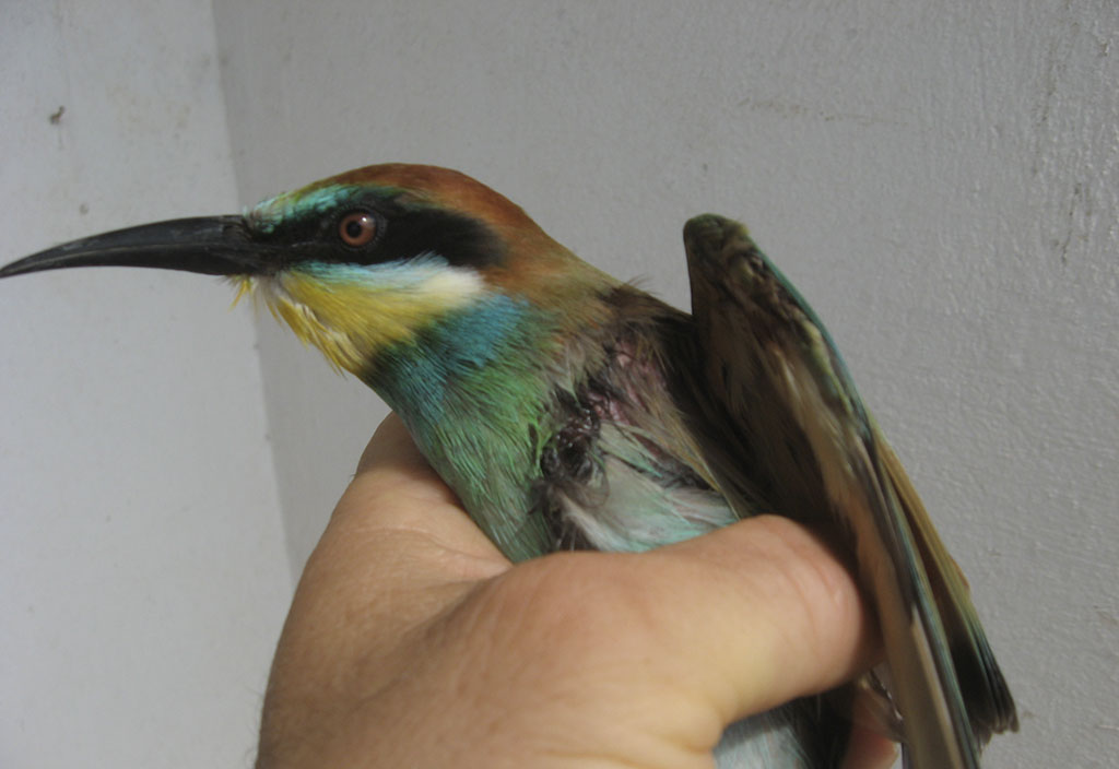 Emergenza fauna selvatica, WWF Calabria lancia appello per centri di recupero