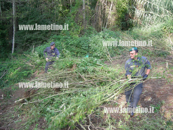 Calabria: Operazione “Emuli di Catone”, sequestrata piantagione e quintale marijuana per 4 milioni euro