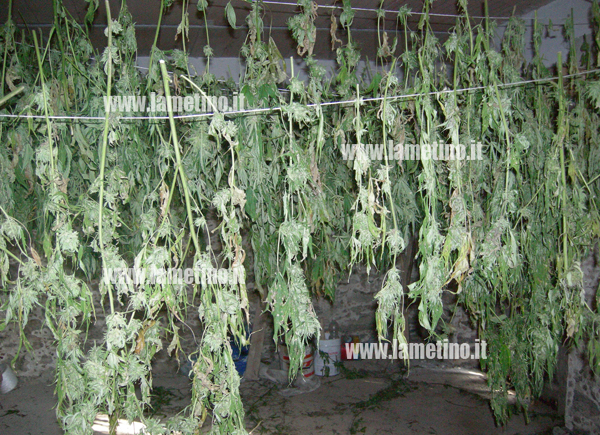 emuli-di-catone-marijuana-12-nov-13.jpg