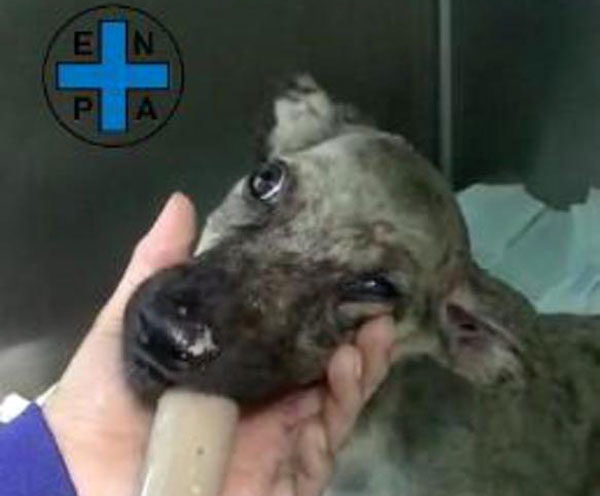 Cucciolo gettato in fosso a Motta Santa Lucia, Enpa: "Condizioni molto gravi"
