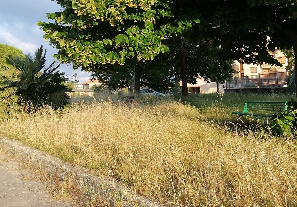 Lamezia, associazione Quartiere Capizzaglie: "Città invasa dalle erbacce, Comune intervenga"