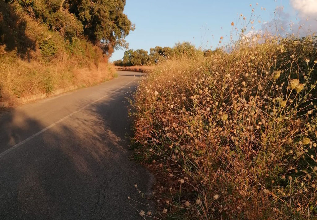 erbacce004_d3b83.jpg