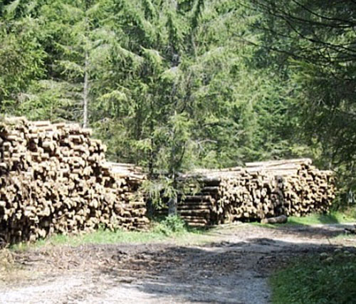 Calabria: Pista esbosco abusiva e taglio alberi, denunciato titolare ditta