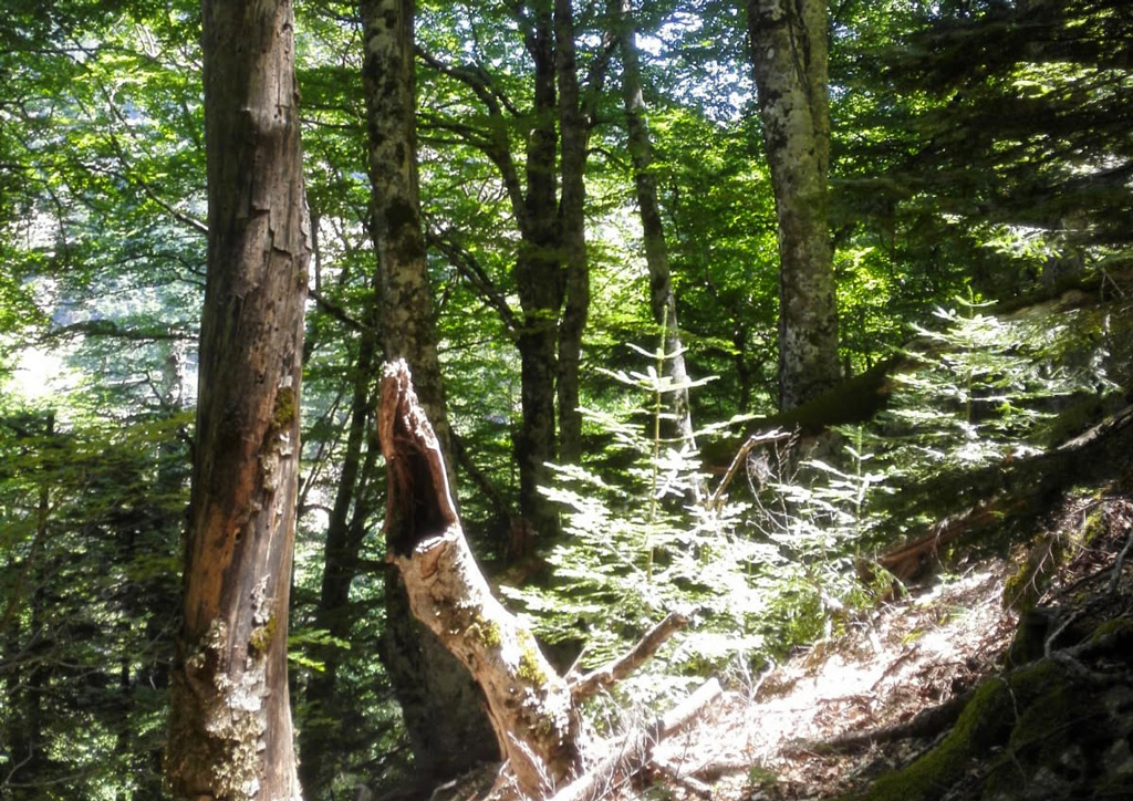 Unesco, Faggeta Parco Aspromonte e Pollino patrimoni mondiali dell’Umanità