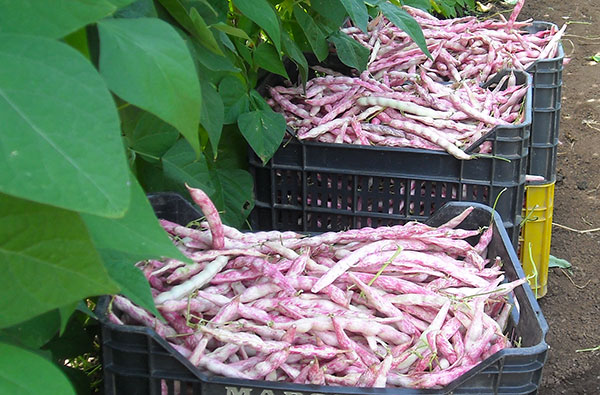 Arsac, FAO  dichiara il 2020 l’anno internazionale della salute delle piante