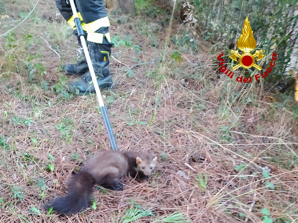 Lamezia, faina cade in una vasca di raccolta acque piovane nel parco "Dossi-comuni": salvata dai Vigili del Fuoco