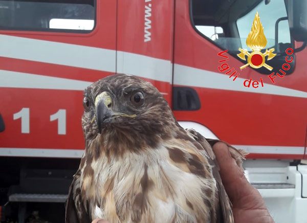 Lamezia: incastrato in filo spinato recinzione, falchetto salvato da vigili del fuoco