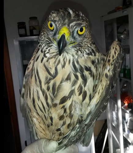 Lamezia: Polizia muncipale salva specie di Falco in estinzione