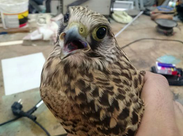 falco1.jpg