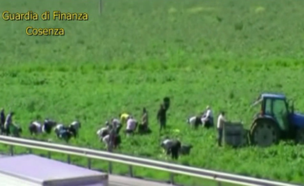 Calabria: Scoperti e denunciati 517 falsi braccianti a Sibari