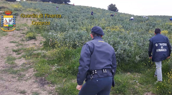 Scoperti 160 falsi braccianti agricoli, denunciato titolare azienda agricola nel cosentino