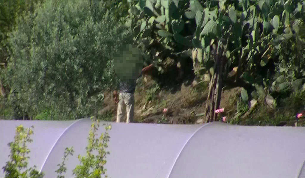 falso-cieco-vv-1011.jpg