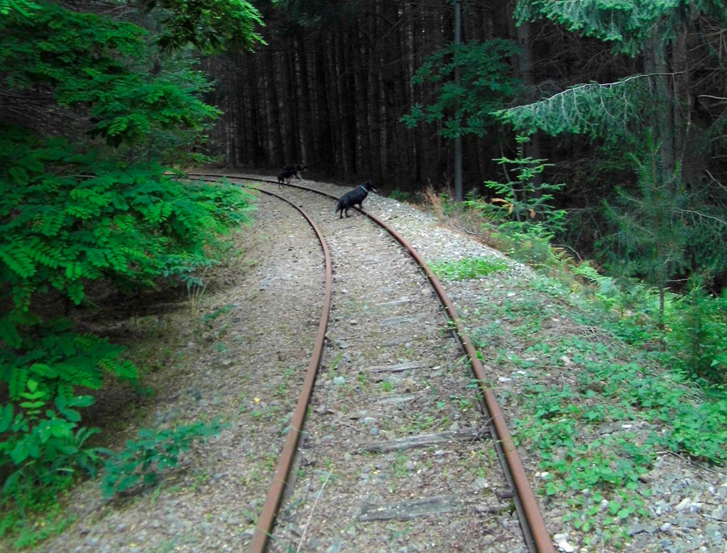 Galati (Ferrovie in Calabria) scrive a Oliverio su valorizzazione treno Sila