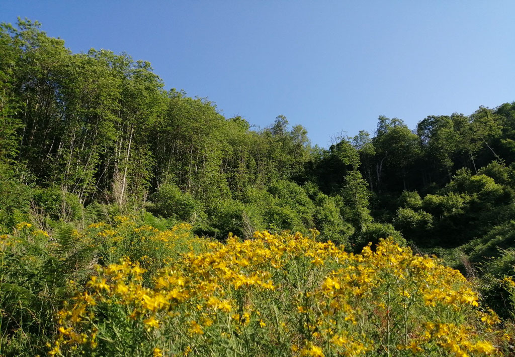 festival-eranze-natura0622_094425208_ad7bf.jpg