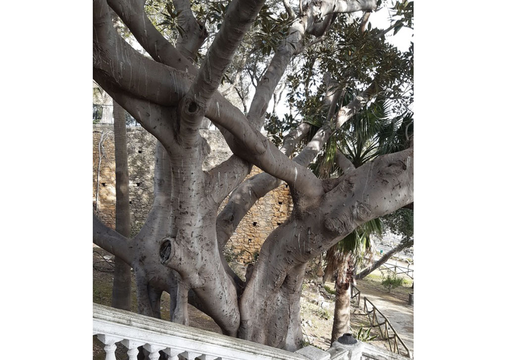 Ficus in Villa Comunale Crotone dichiarato albero monumentale