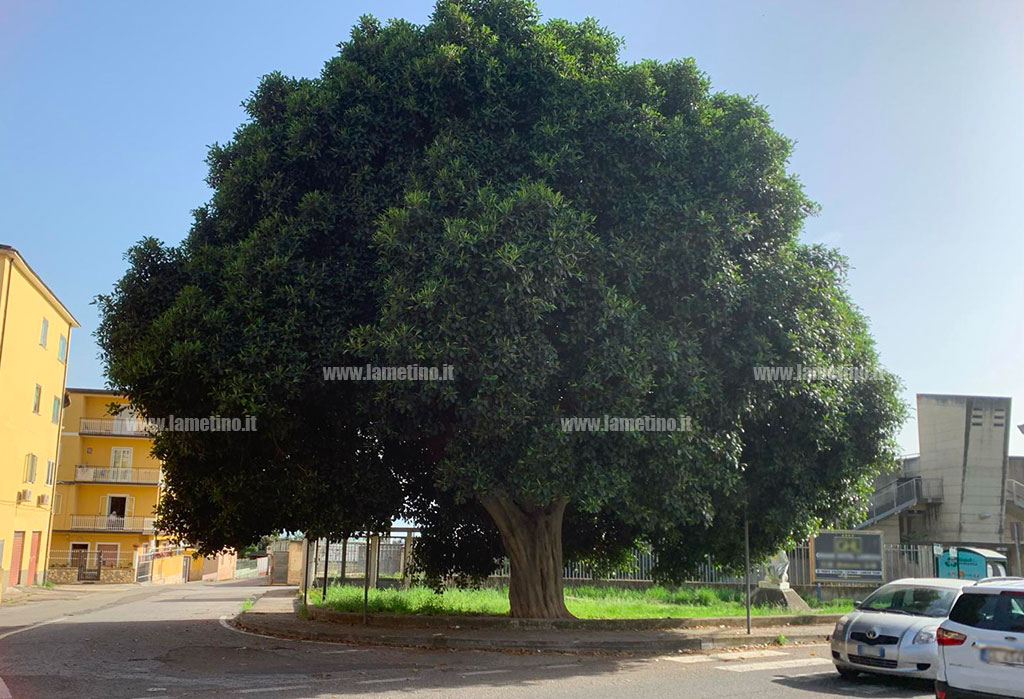 ficus-via-marconi-05-19-at-00.05.22_cb5d3.jpg