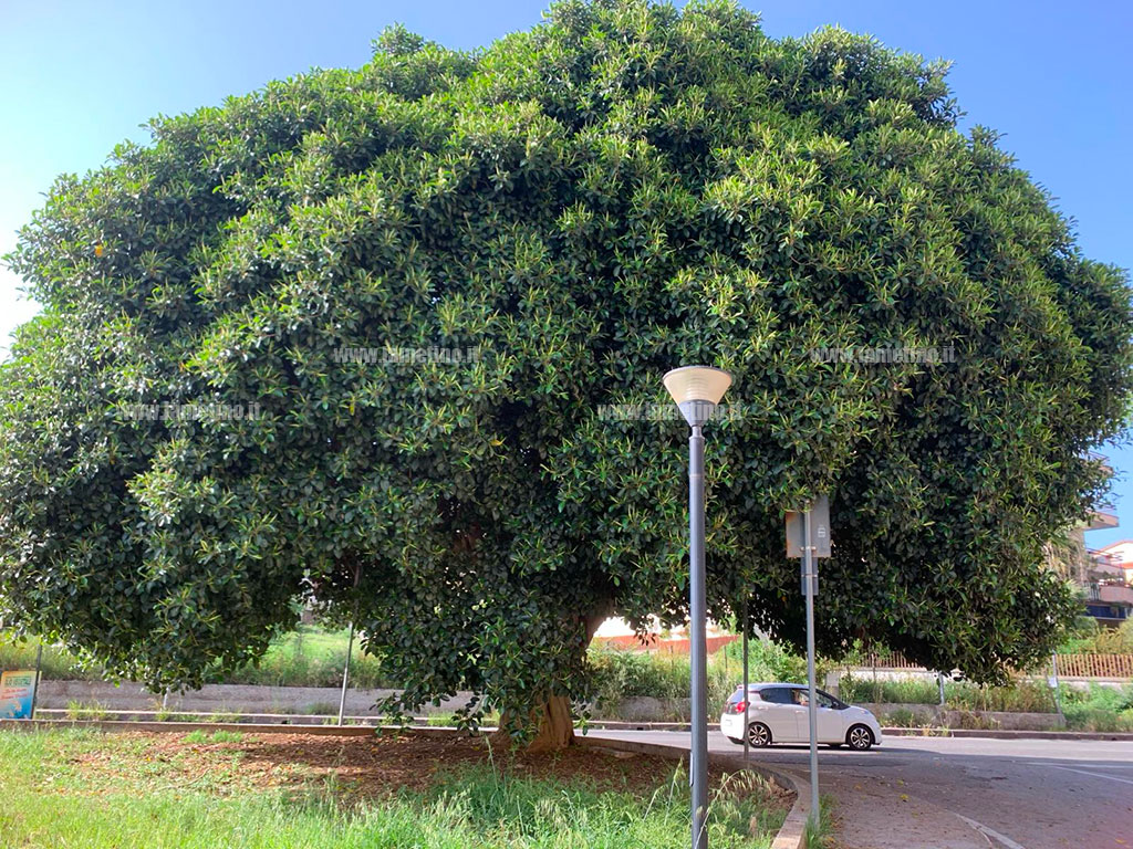ficus-via-marconi-e-2024-05-19-at-00.05.22_25ced.jpg