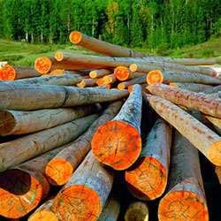 A Serra San Bruno convegno sulla bio-economia forestale