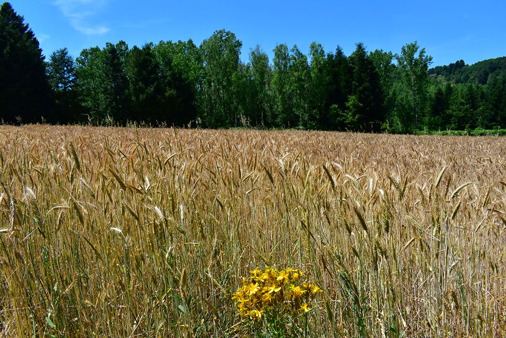 'Le vie del grano': quarto evento Festival delle erranze e della filoxenia a Falerna 