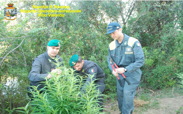 GdF scopre due piantagioni di canapa indiana nel crotonese