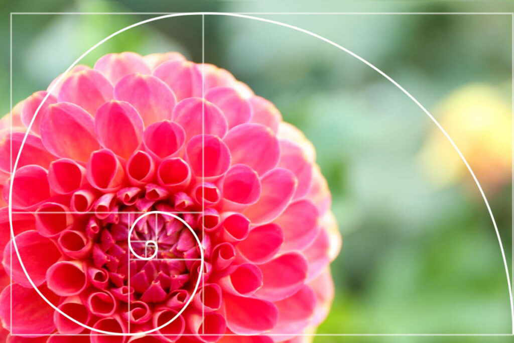 fiori-fibonacci-1024x683-1_eafef.jpg