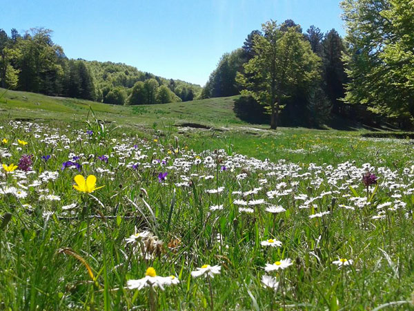 fiori-pollino1.jpg