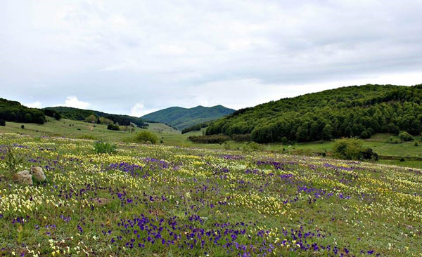 fiori-pollino2.jpg