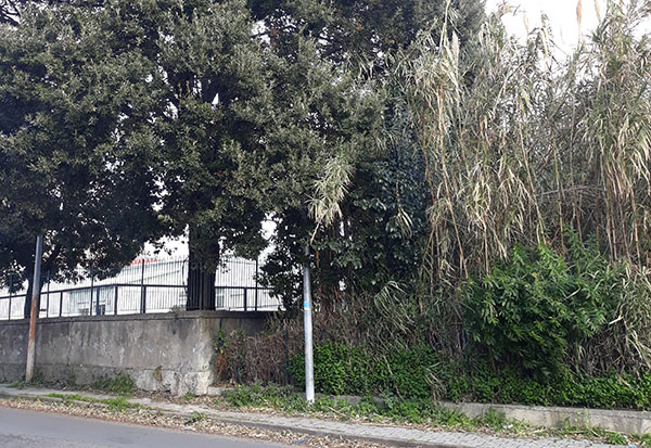 Lamezia, Branca (Lega): “Lampioni coperti da fogliame in zona Capizzaglie”
