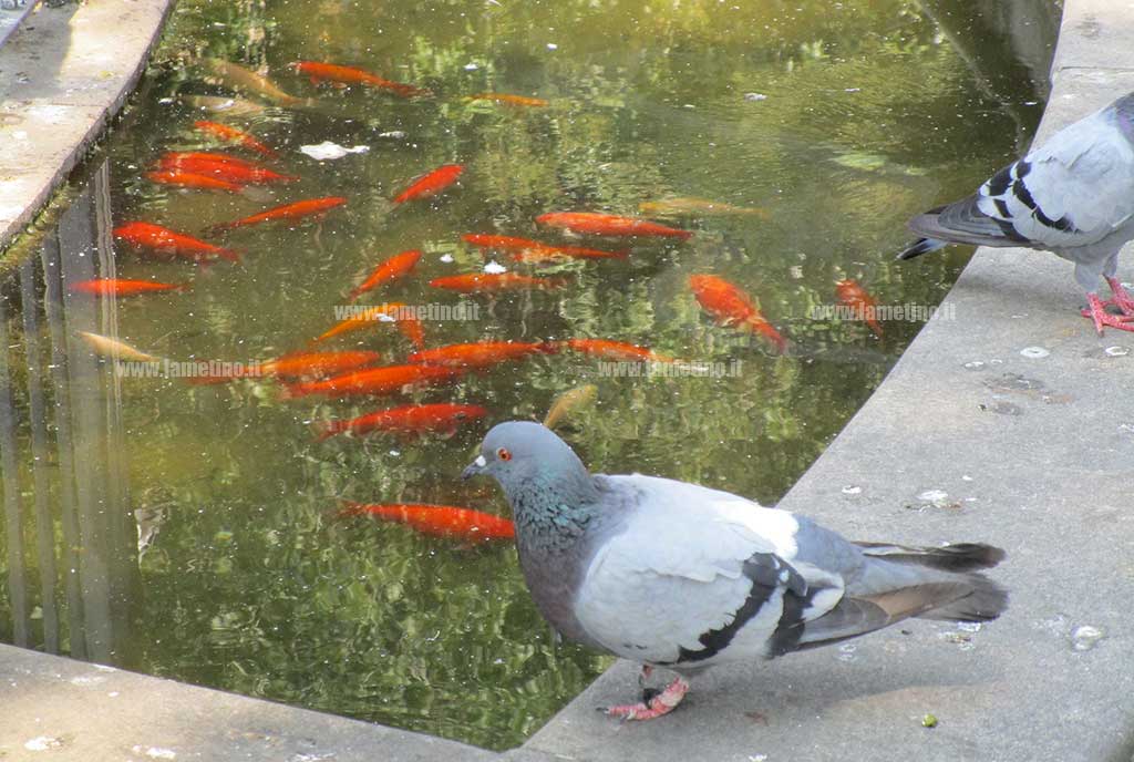 fontana-pzza-mazzini-particolare.jpg