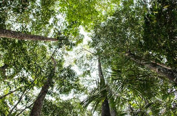 Forestazione, approvato il programma di sviluppo della Calabria
