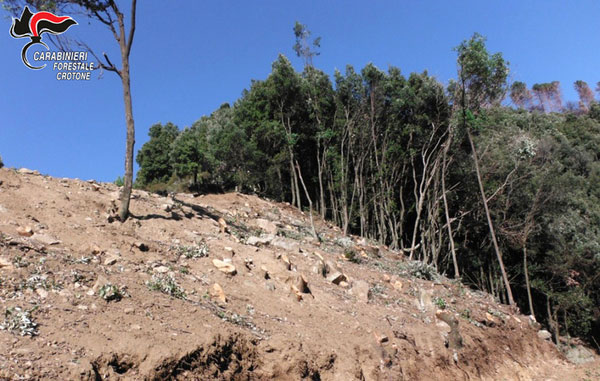 Taglio abusivo di alberi nel crotonese, una denuncia