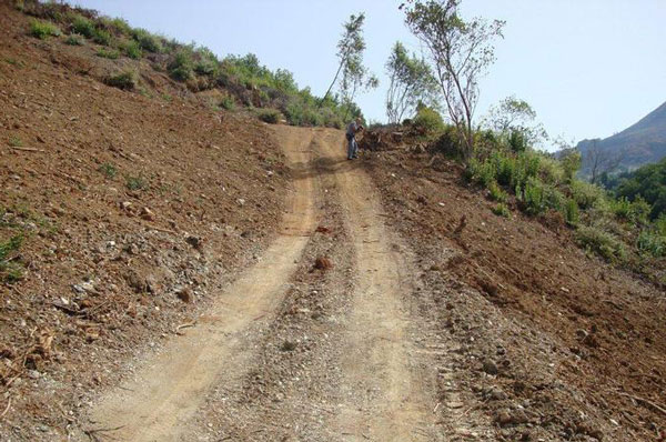 Strada in area boscata sottoposta a vincoli, una denuncia nel cosentino 