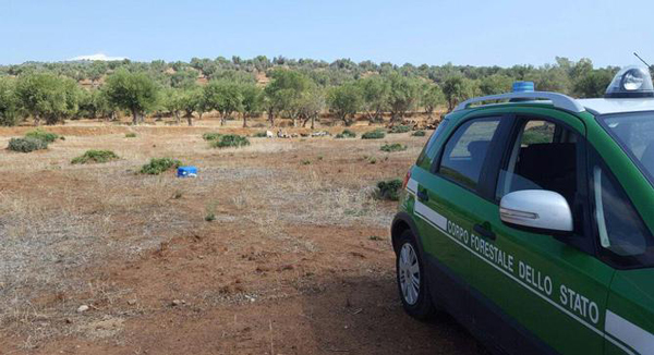 Taglia abusivamente 150 piante ulivo nel cosentino, Cfs lo sanziona