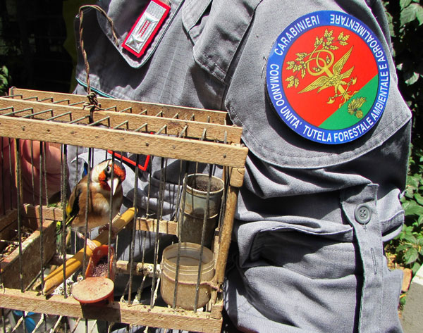 Sequestrata fauna selvatica detenuta illegalmente, 3 denunce nel reggino