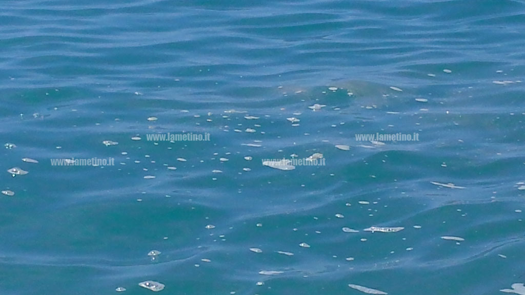 Continuano segnalazioni di mare sporco a Falerna
