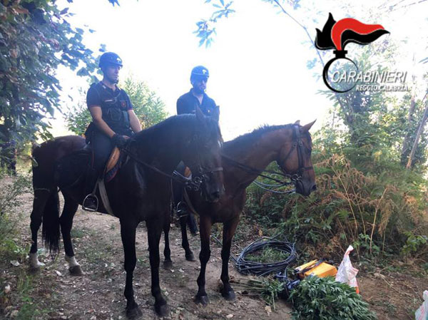 Nascondeva piantagione di cannabis in un fondo agricolo di sua proprietà, arrestato 38enne nel reggino