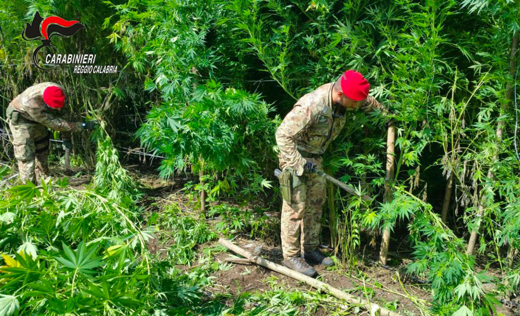 Controlli dei carabinieri nel Reggino, scoperte piantagioni di marijuana: arresti
