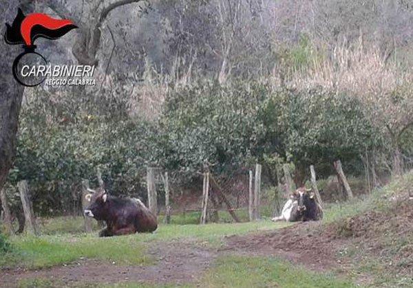 Pascolo abusivo bovini, carabinieri denunciano allevatrice nel reggino