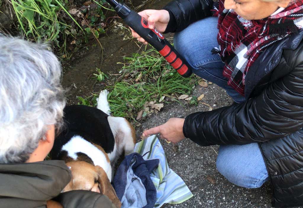 Cucciolo ferito su ciglio della strada a Feroleto Antico, salvato