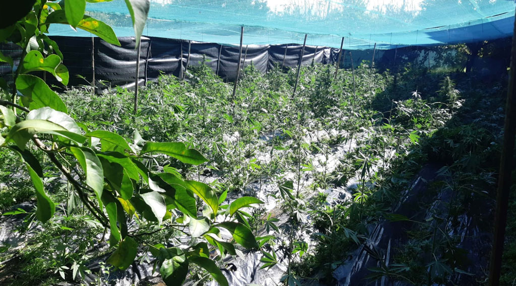 Scoperta piantagione con mille piante di canapa indiana nascoste tra muri in cemento armato a Rosarno
