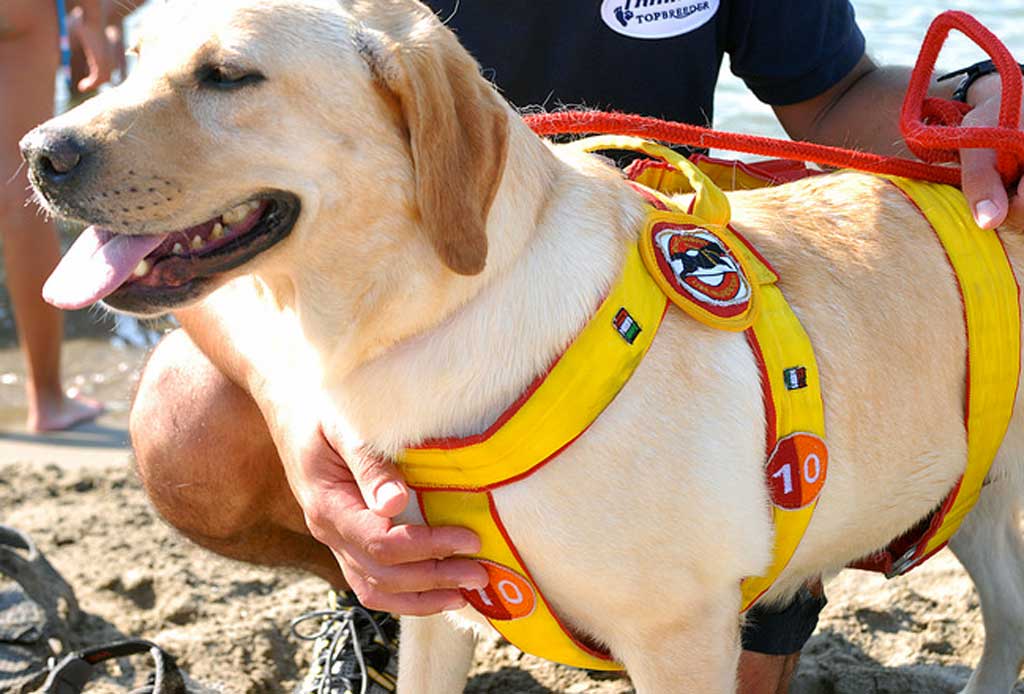 Bimba si smarrisce su spiaggia a Soverato, rintracciata da cani-bagnini